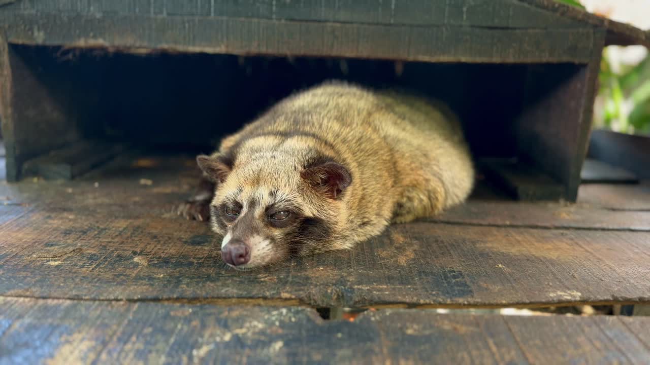 una civeta está durmiendo perezosamente