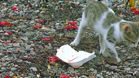 kitten sharing some food with an adult cat on the pebbles