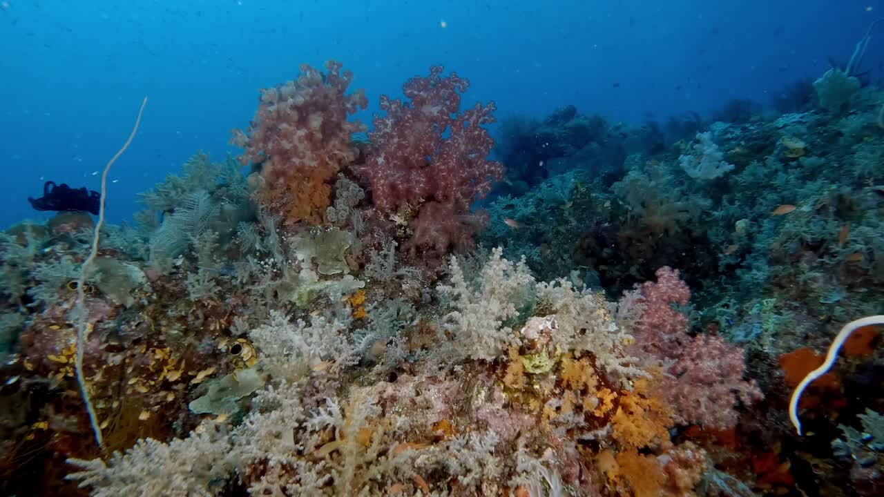 Scena di barriera corallina perfetta con spugne e coralli molli vivaci nel cuore del triangolo dei coralli