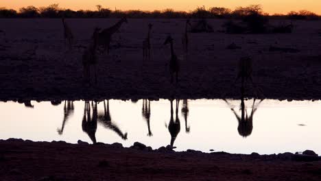 notable toma de jirafas bebiendo reflejada en un abrevadero al atardecer o al anochecer en el parque nacional de etosha namibia 1