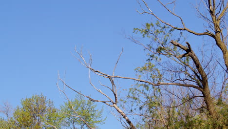 aerial acrobatics of purple martins recorded in poetic slow motion.