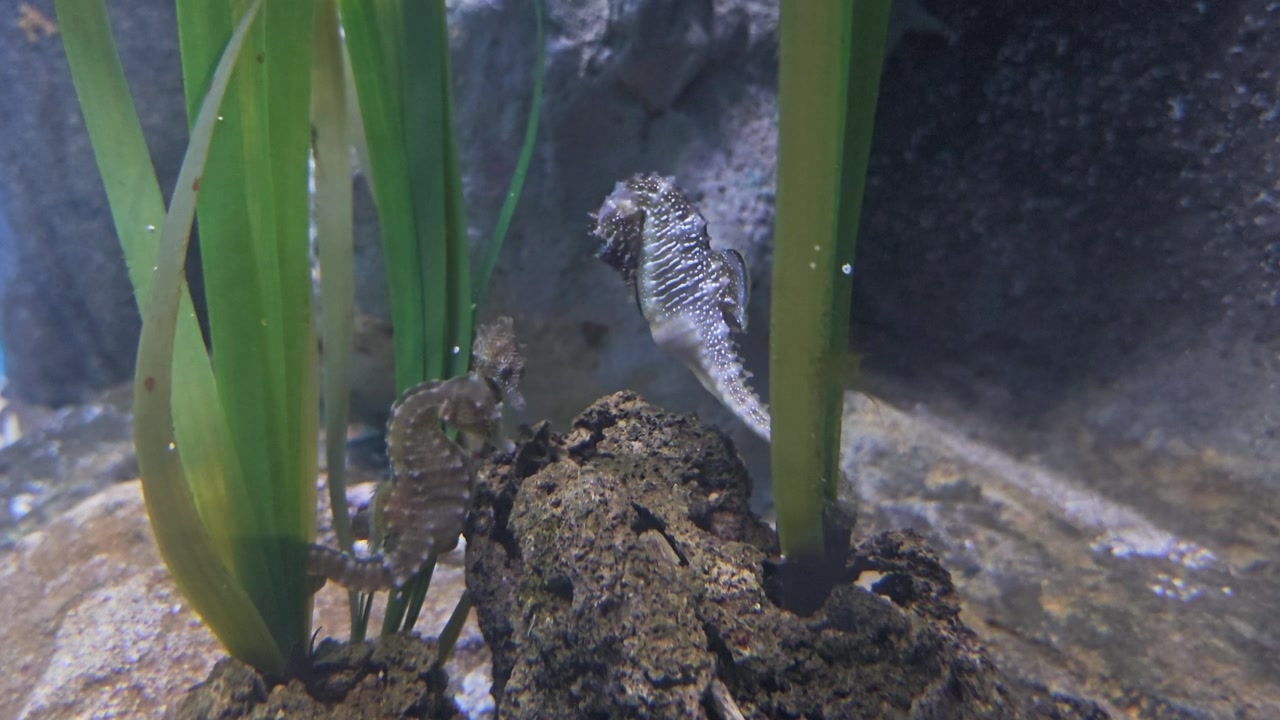 Two seahorses drift and move slowly above the seabed among underwater plants