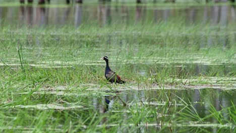 facing to the left while the camera slides to the right as it zooms out, bronze-winged jacana metopidius indicus, thailand