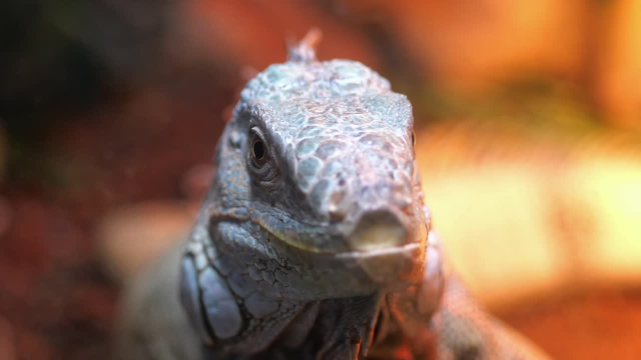 Close-up of a Green Iguana's Head Looking at Camera
