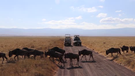 a slow motion clip of a herd of wildebeest, connochaetes taurinus or gnu marching across a road between safari vehicles during migration season in the ngorongoro crater tanzania