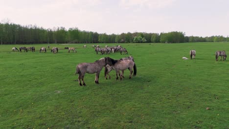 Wild-Horses-and-Auroxen-Cows-Running-in-the-Field-of-Pape-National-Park,-Latvia