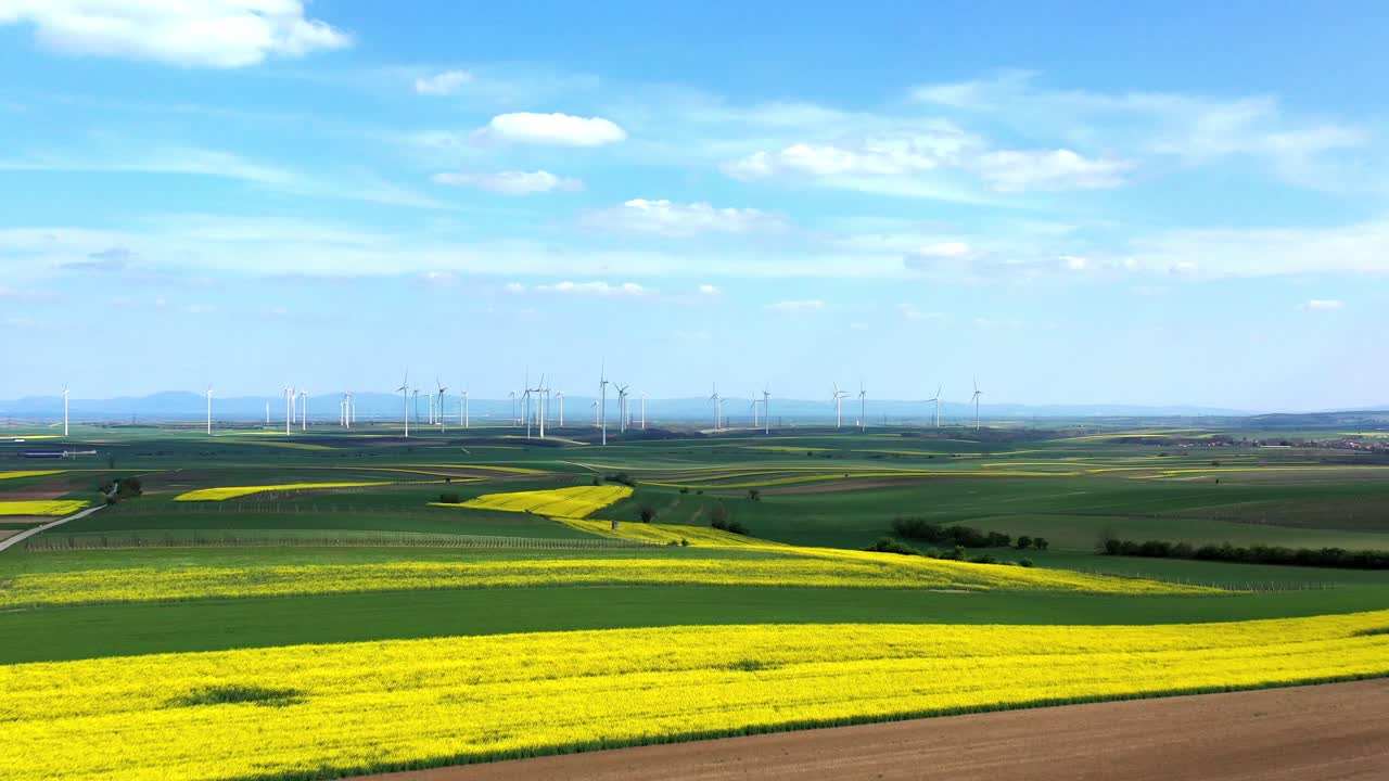 hermosa plantación de canola con molinos de viento al fondo