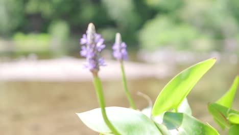 rack focus between two purple flowers in summer