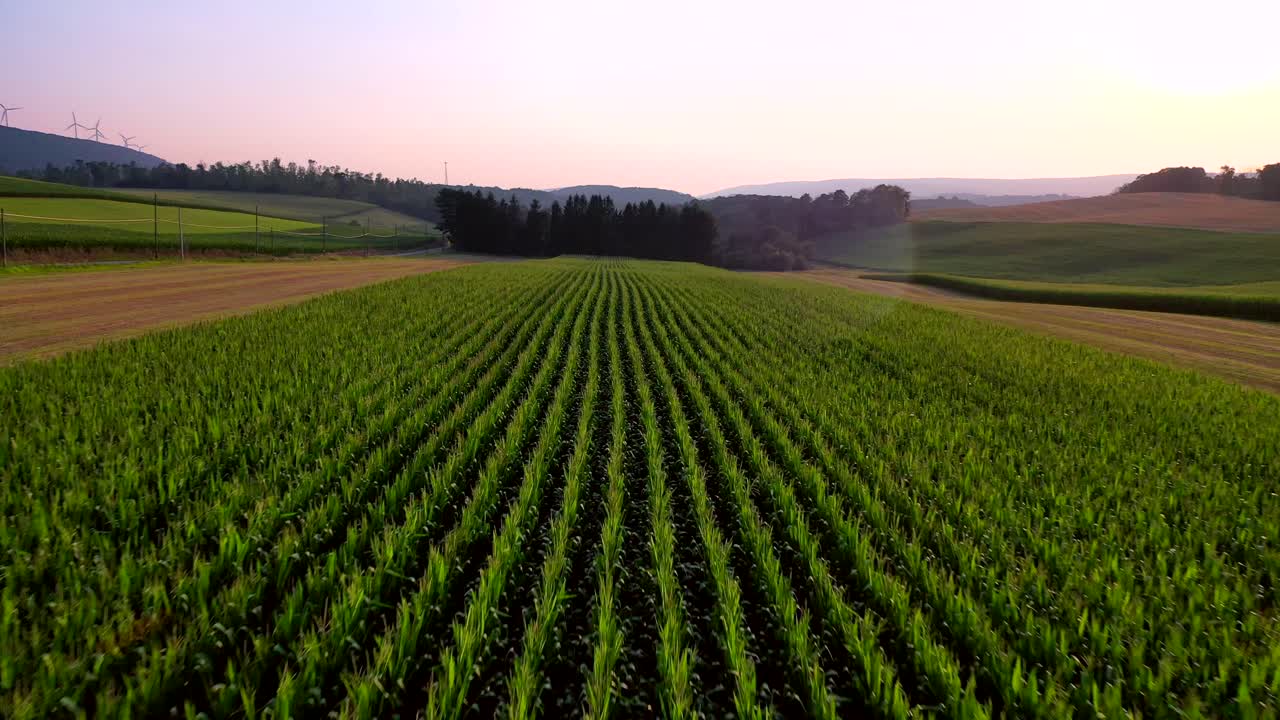 Volo di drone a bassa quota sopra un campo di mais in Pennsylvania.
