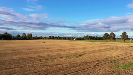 Aerial-view-flying-backward-across-golden-rural-cultivated-Latvian-corn-field