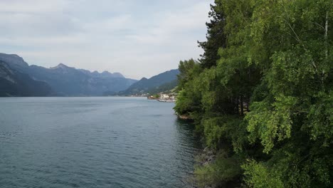 Green-Alpine-trees-adorning-shores-of-Walensee-lake-in-Switzerland,drone-shot