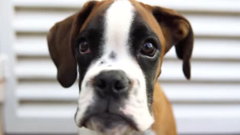 close-up portrait of a young boxer puppy in front of a garage door