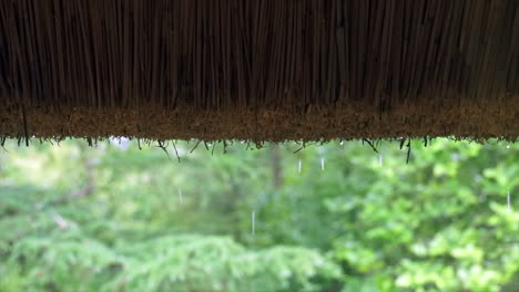 thatched roof seen from inside cottage on rainy day in green forest