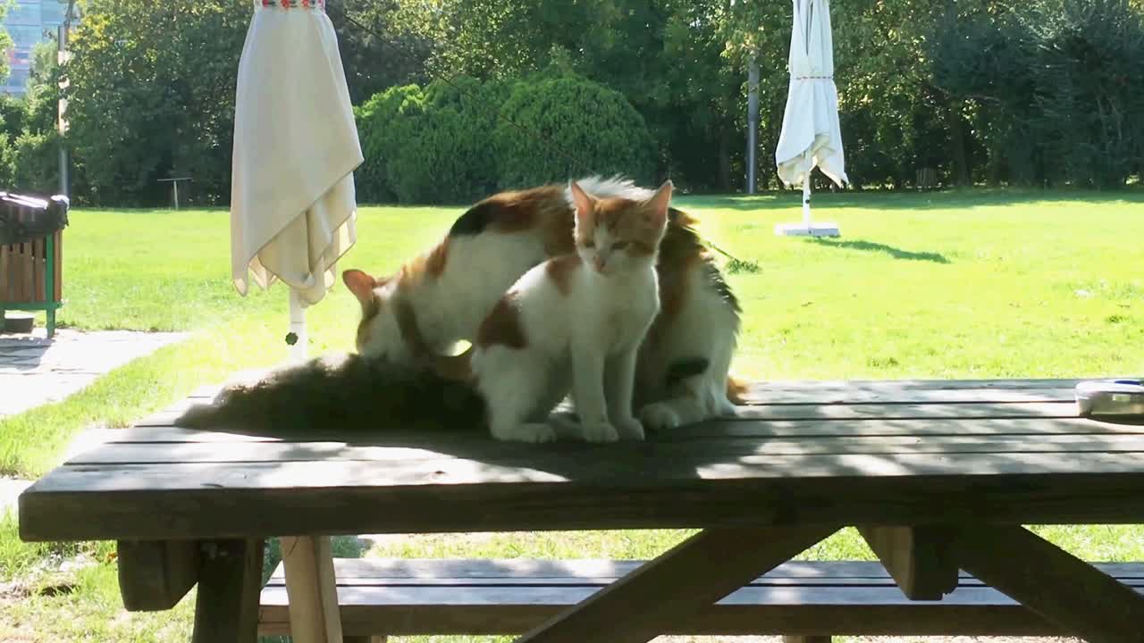 정원에서 고양이와 새끼 고양이