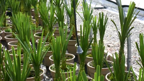 several potted garden plants inside greenhouse ready to be watered