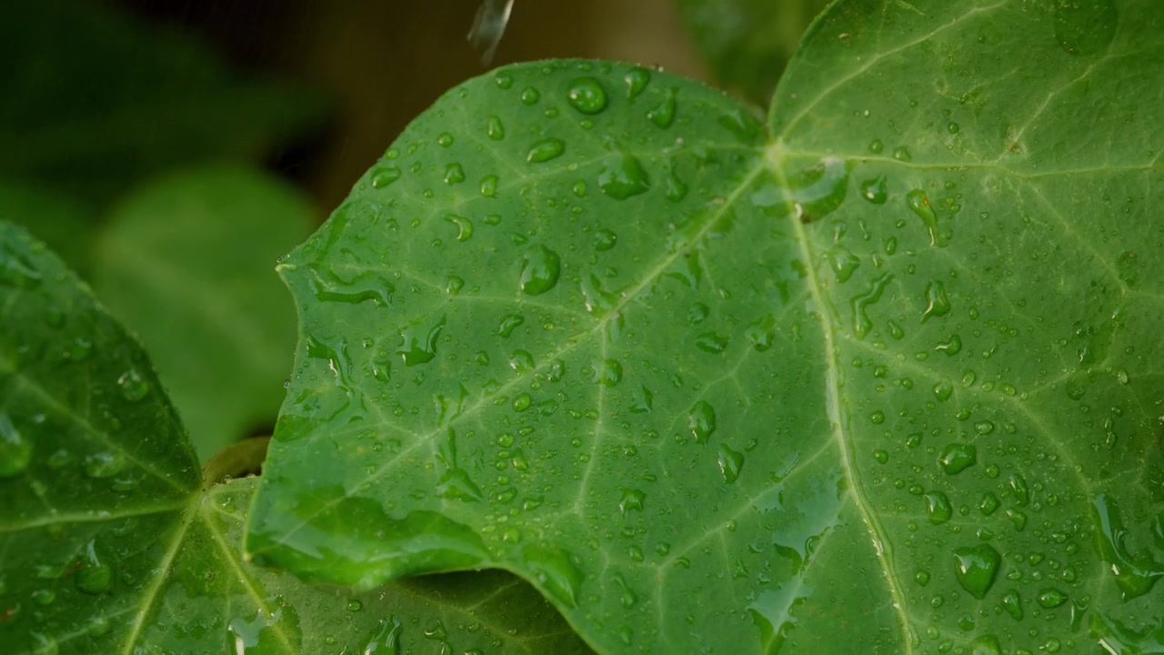 Green English Ivy Leaves Covered With Rainwater. Close-up Shot