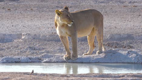 a female lion stands beside a watering hole in africa at etosha national park namibia