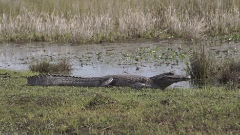 Tiro-De-Cardán-De-Yacare-Caiman-Descansando-En-El-Sol,-Parque-Nacional-Ibera