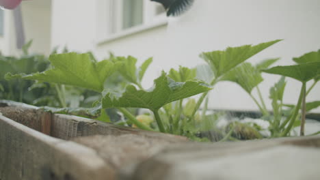 medium close up shot of watering some growing zucchini plants growing in a raised bed