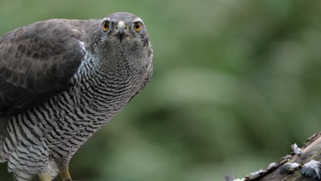 slow motion close up of beautiful northern goshawk ripping meat off a bone and eating it