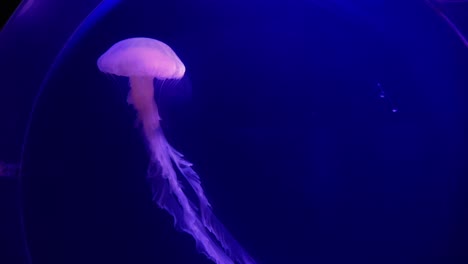 medusas mundo submarino