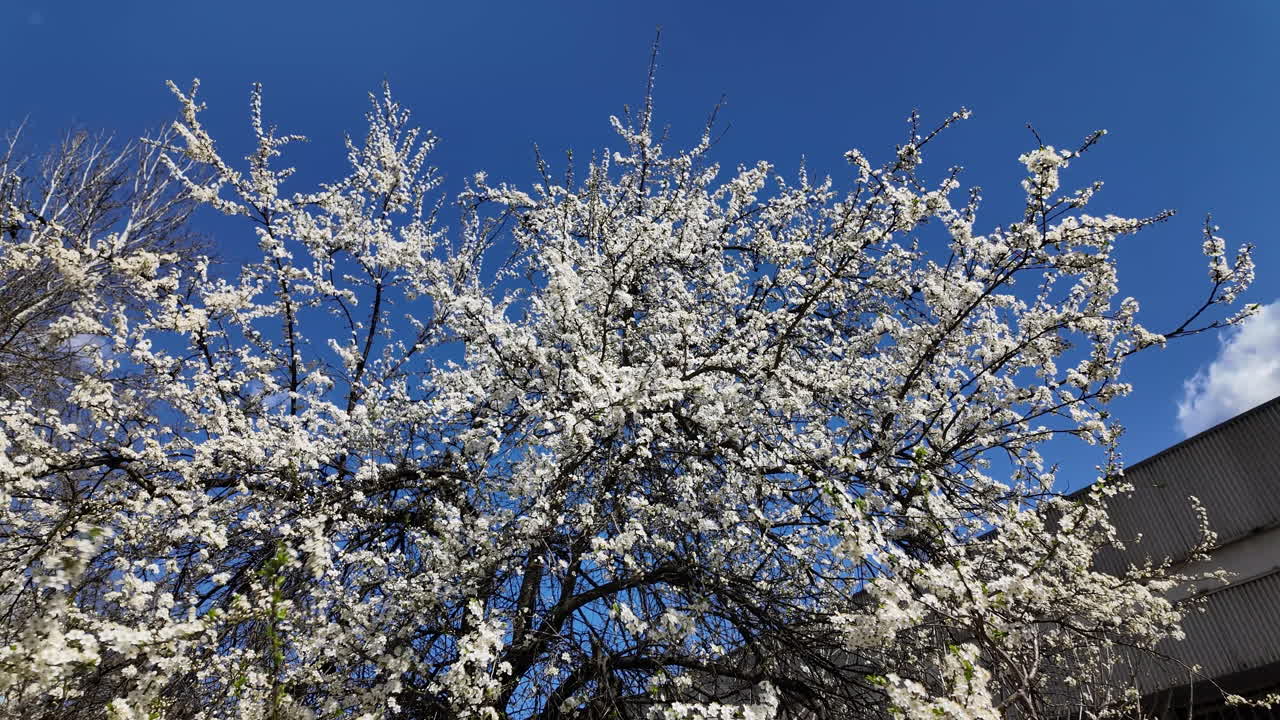 Cherry tree in full bloom under clear blue sky