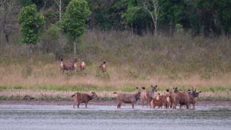 Sambarhirsch,-Rusa-Unicolor,-Thailand