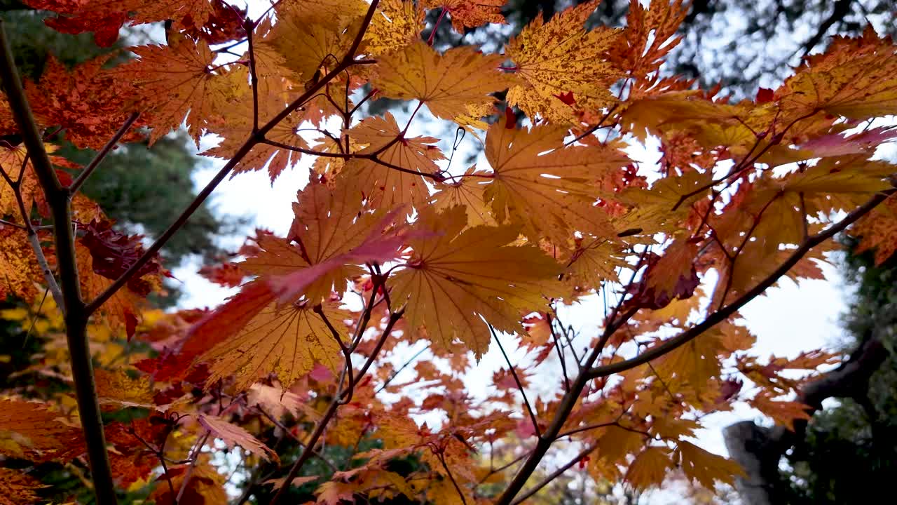 Branches of a japanese maple tree with orange leaves glowing in the sunlight during a beautiful autumn day
