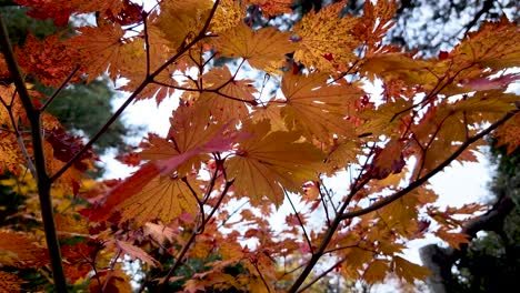 branches of a japanese maple tree with orange leaves glowing in the sunlight during a beautiful autumn day