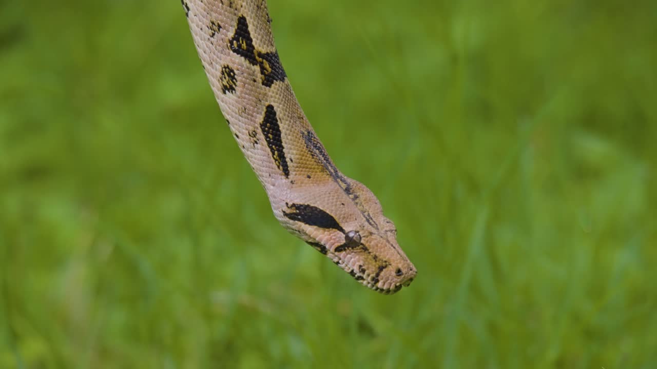 primer plano de una serpiente estampada en el aire con escamas detalladas contra un fondo verde suave