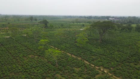 Drohnenaufnahmen-Der-Teeplantage-Von-Assam