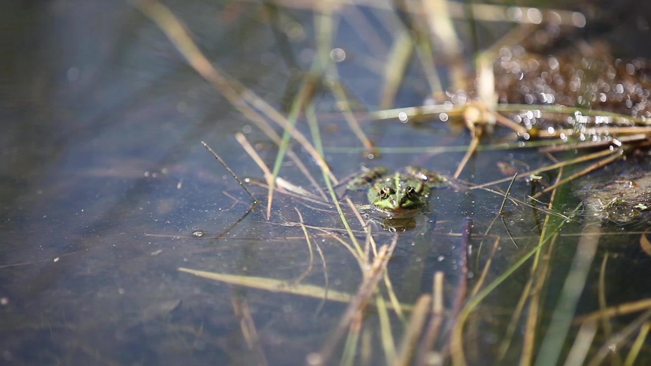 Edible common water frogs or green frogs in a forest pool.
Shot by Arc1 and the acclaimed photography Tim Allen
www.arc1.eu || www.timallenphoto.net