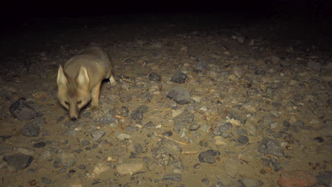 desert fox enters camera, looks at camera and runs away, evening, static shot