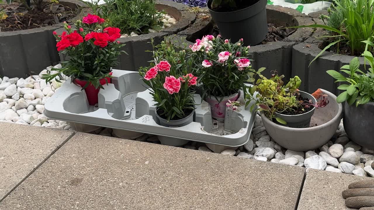 Person wearing gloves arranging vibrant flower pots in a plastic tray on a white gravel garden edge, preparing for planting as part of a DIY backyard project.