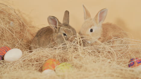 fluffy easter bunny brothers together in the middle of a pile of straw - close up shot