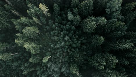 Dense-green-forest-canopy-from-above,-with-a-sense-of-tranquility,-aerial-view