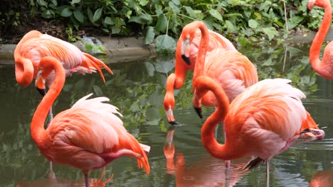 flamingos cor de rosa no zoológico