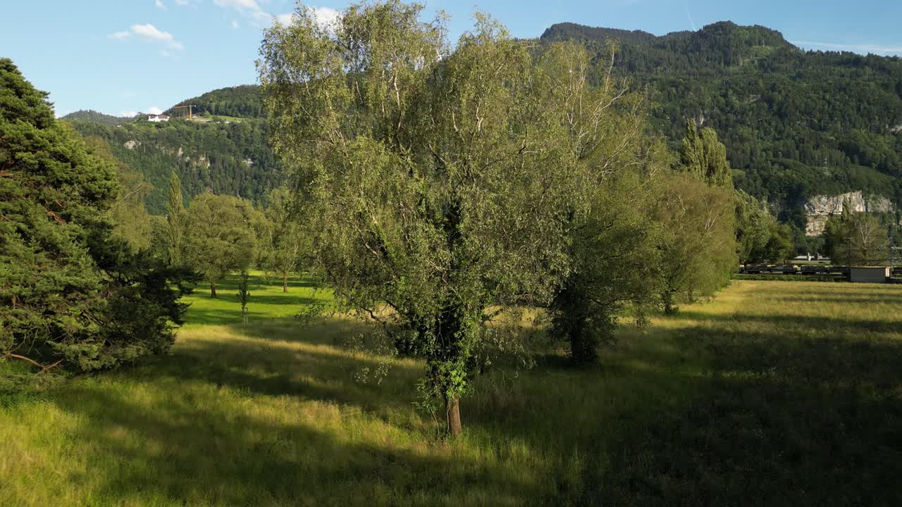 jardín de árboles al aire libre bosque cultivado natural, tierra de naturaleza, fondo de montañas