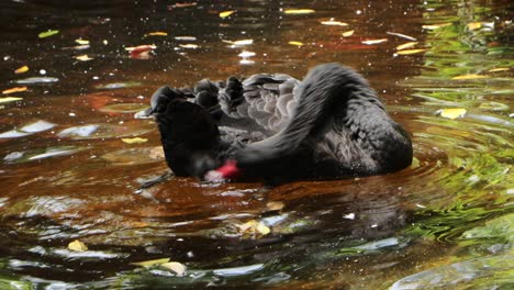 black swan preening in pond