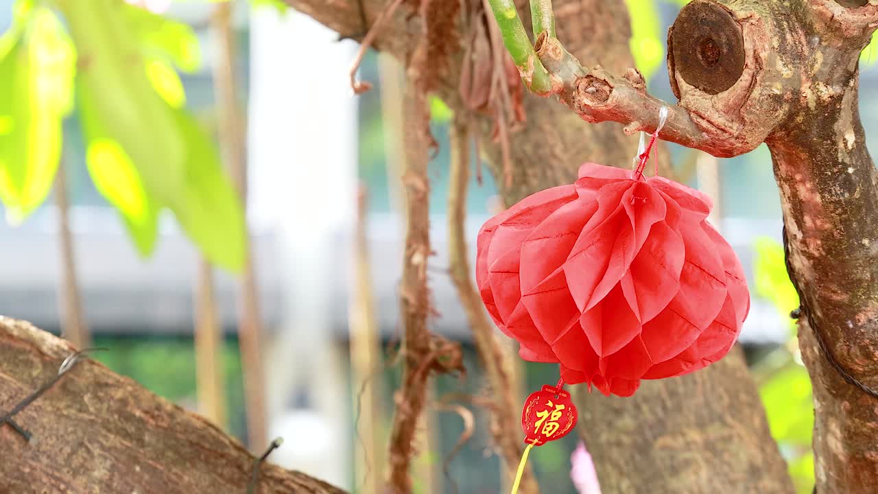 Red paper lanterns gently sway on tree branches in bright daylight, creating a festive atmosphere in Phuket, Thailand