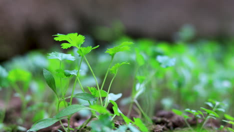 Primer-Plano-Del-Follaje-Verde-De-Las-Plantas-De-Cilantro-En-El-Jardín-Trasero