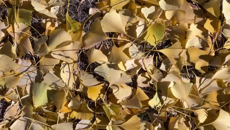 panning shot of carpet of fallen golden fan-shaped ginkgo biloba leaves