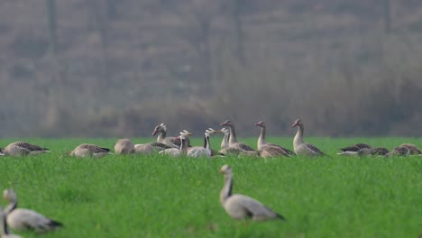 flock of greylag  goose in wheat fields