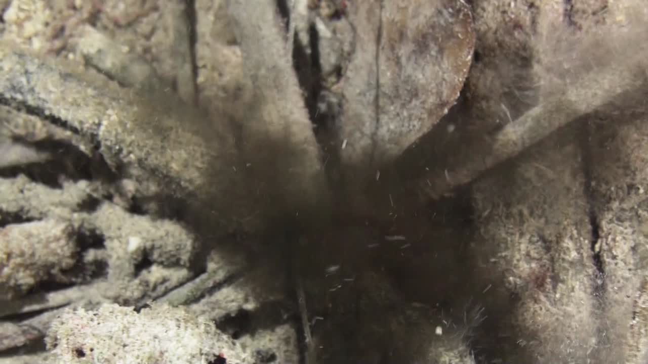 la sepia crinoide se escapa, dejando una nube de tinta para confundir a los posibles enemigos, primer plano durante la noche