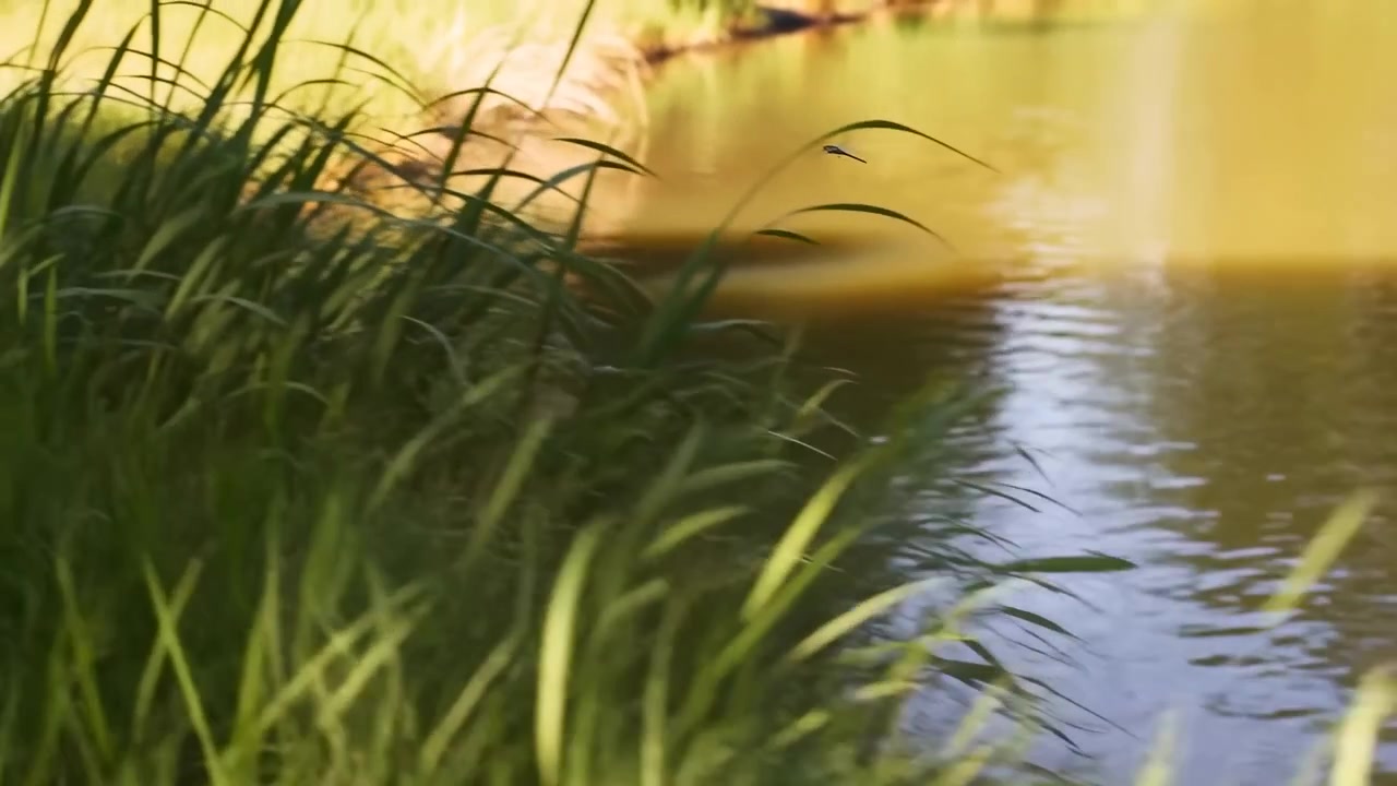 Guldsmed flyver over en krusende dam i den gyldne eftermiddag, med forgrundsgræs der indrammer.