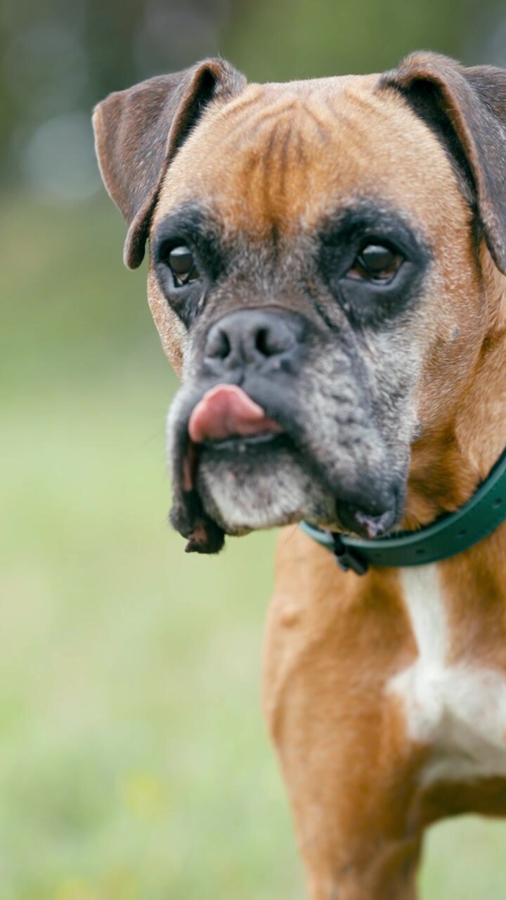 Close-up Portrait of a Boxer Dog Standing Outdoors