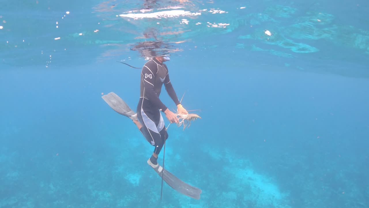 fisherman Caribbean spiny lobster (Panulirus argus) los roque los roques venezuela