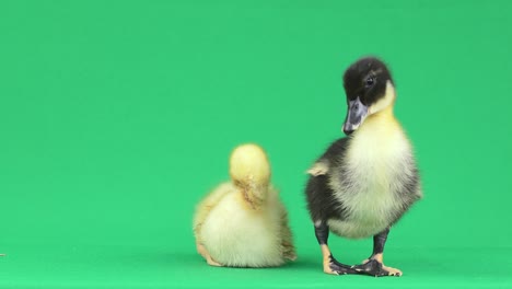 a pair of baby ducks are standing on a green background.