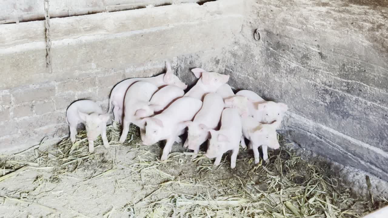 작은 돼지 새끼들이 창고에서 겁에 질려