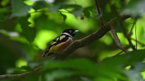 black-and-yellow broadbill, eurylaimus ochromalus, kaeng krachan national park